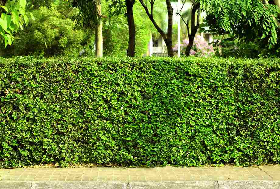 Living Fence